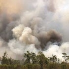 Australia is Burning: Bushfire Relief