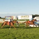 Scott Group of Companies Mount Gambier Gold Cup